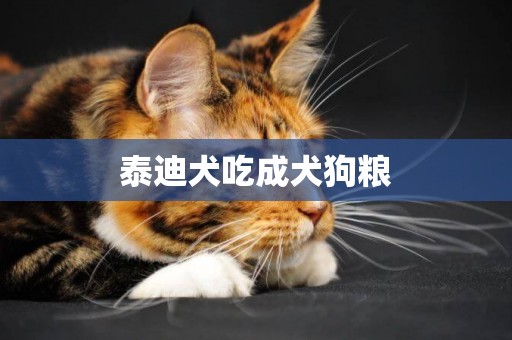泰迪犬吃成犬狗糧