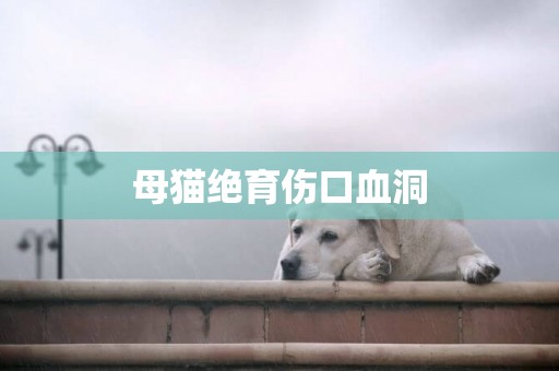 母貓絕育傷口血洞