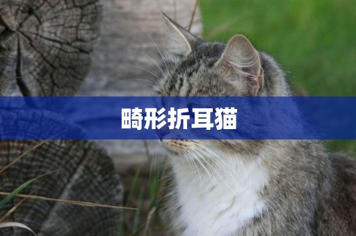 畸形折耳貓
