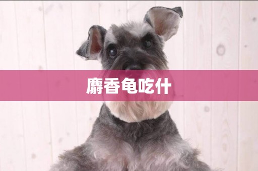 麝香龜吃什