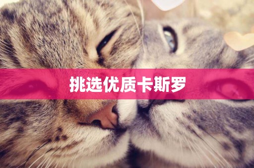 挑選優質卡斯羅
