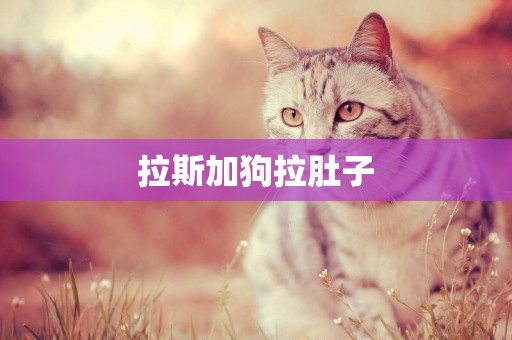 拉斯加狗拉肚子