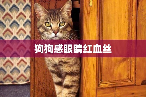 狗狗感眼睛紅血絲