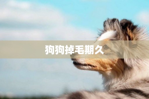 狗狗掉毛期久