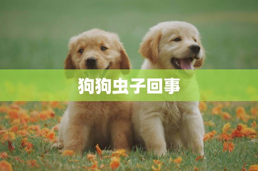 狗狗蟲子回事