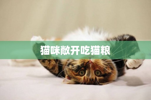 貓咪敞開吃貓糧