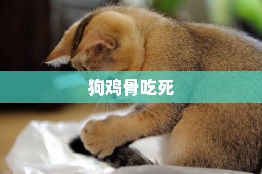 狗雞骨吃死