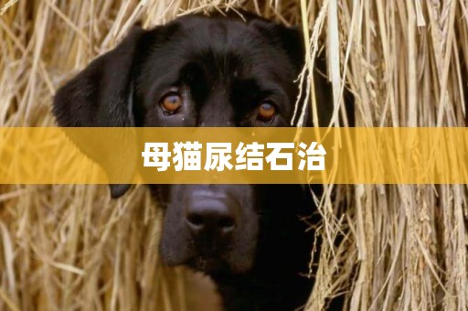 母貓尿結石治