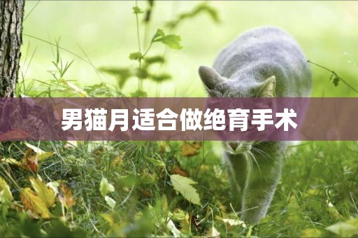男貓月適合做絕育手術