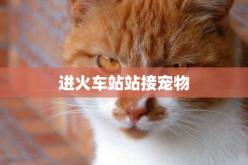 進火車站站接寵物
