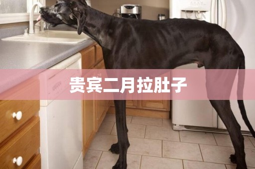 貴賓二月拉肚子