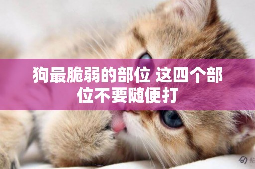 狗最脆弱的部位 這四個部位不要隨便打 狗最脆弱的部位 這四個部位不要隨便打