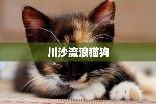 川沙流浪貓狗