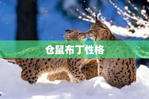 倉鼠布丁性格