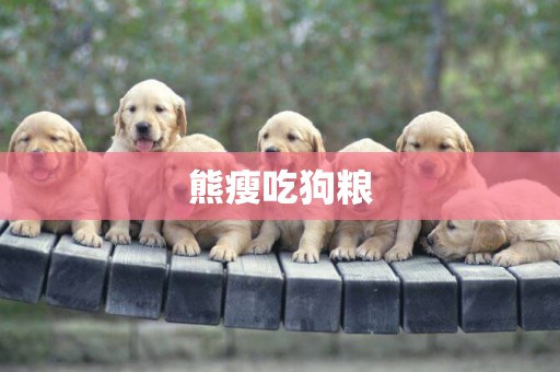 熊瘦吃狗糧