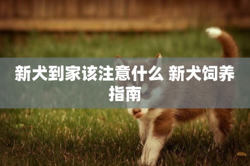 新犬到家該注意什么 新犬飼養指南