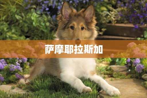 薩摩耶拉斯加
