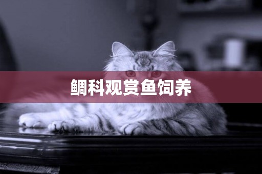 鯛科觀賞魚飼養