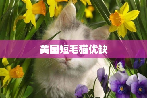 美國短毛貓優缺