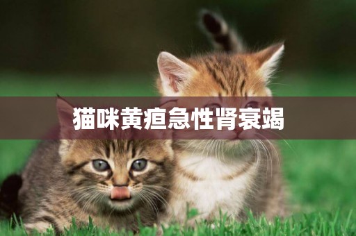 貓咪黃疸急性腎衰竭