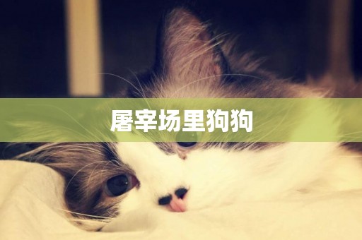 屠宰場里狗狗