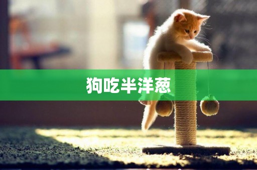 狗吃半洋蔥