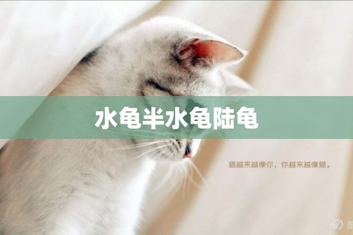 水龜半水龜陸龜