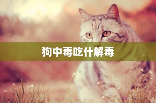 狗中毒吃什解毒