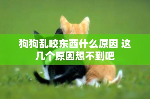 狗狗亂咬東西什么原因 這幾個原因想不到吧