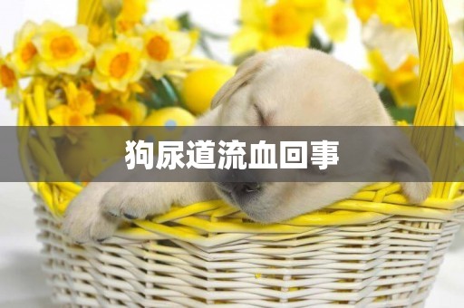 狗尿道流血回事