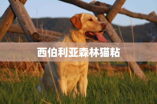 西伯利亞森林貓粘