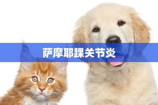 薩摩耶踝關節炎