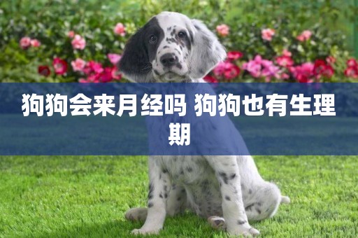 狗狗會來月經嗎 狗狗也有生理期