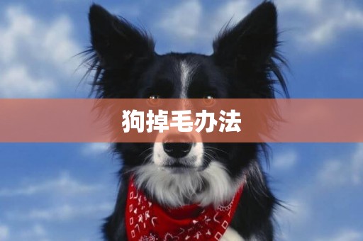 狗掉毛辦法