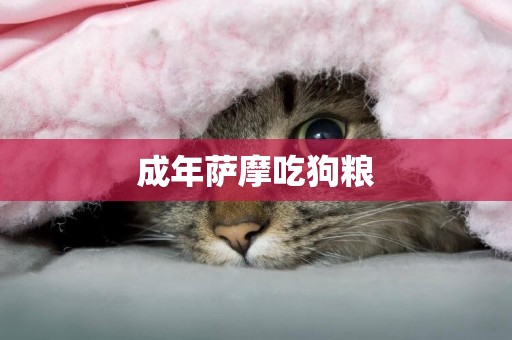 成年薩摩吃狗糧
