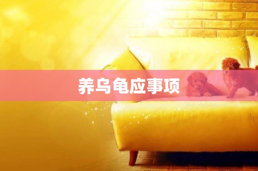 養烏龜應事項