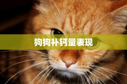 狗狗補鈣量表現