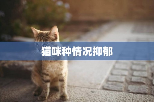貓咪種情況抑郁
