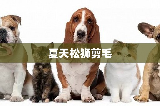 夏天松獅剪毛