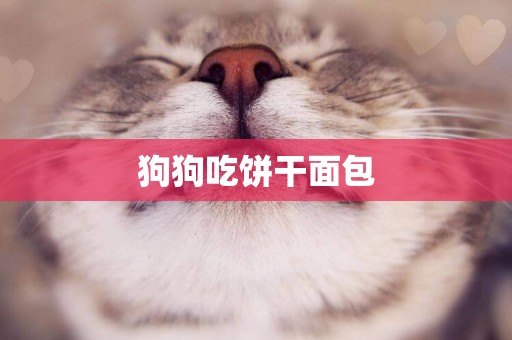 狗狗吃餅干面包