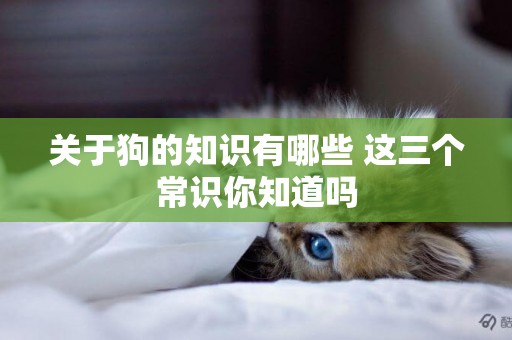 關于狗的知識有哪些 這三個常識你知道嗎 關于狗的知識有哪些 這三個常識你知道嗎