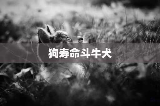 狗壽命斗牛犬