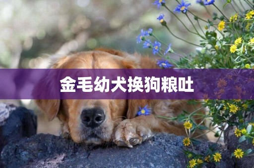 金毛幼犬換狗糧吐