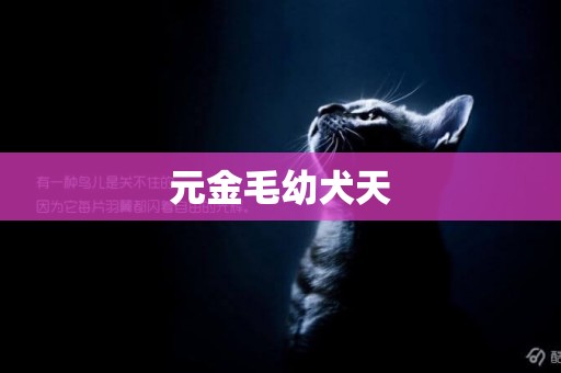 元金毛幼犬天