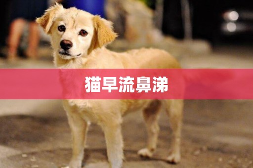 貓早流鼻涕