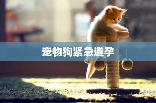 寵物狗緊急避孕