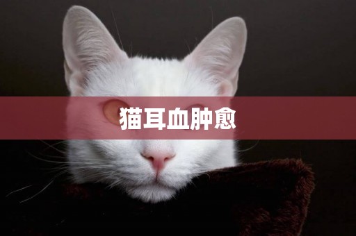 貓耳血腫愈