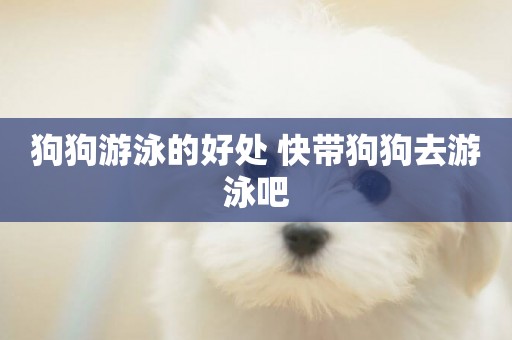 狗狗游泳的好處 快帶狗狗去游泳吧