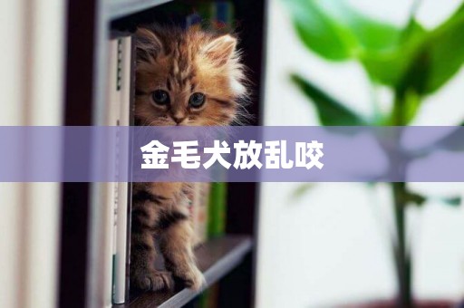 金毛犬放亂咬