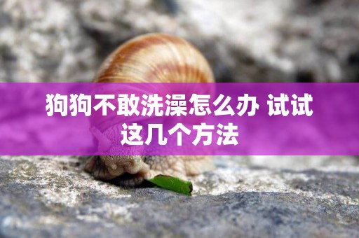 狗狗不敢洗澡怎么辦 試試這幾個方法